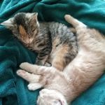Cat Clinic At Cherry Hill