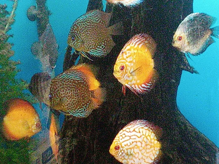 Paradise Aquarium Picture 9