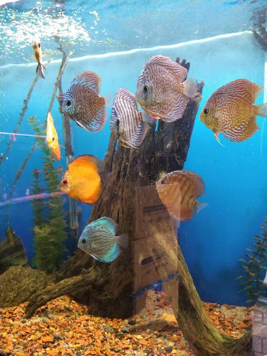Paradise Aquarium Picture 4
