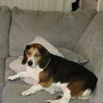 Banfield Pet Hospital