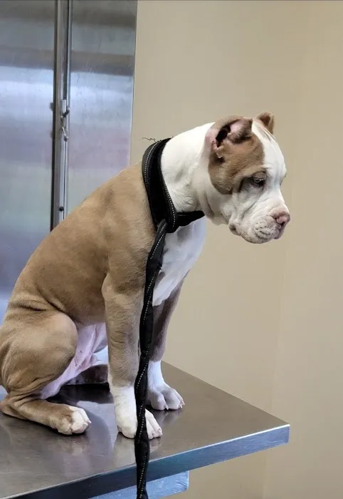 Church Road Animal Hospital Picture 8