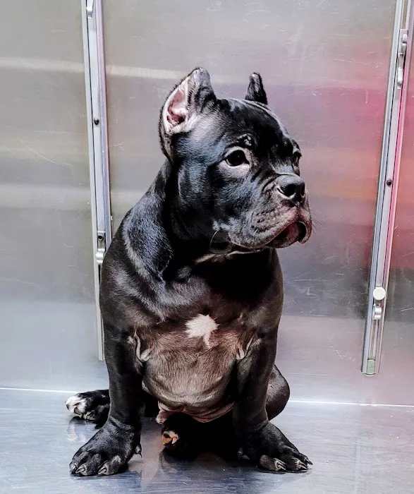 Church Road Animal Hospital Picture 1
