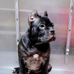 Church Road Animal Hospital