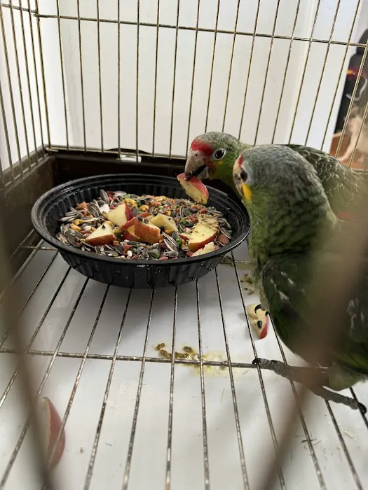 Empire Parrots Nyc Picture 1
