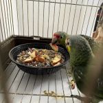 Empire Parrots Nyc