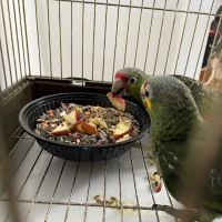 Empire Parrots Nyc ico