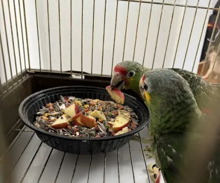 Empire Parrots Nyc