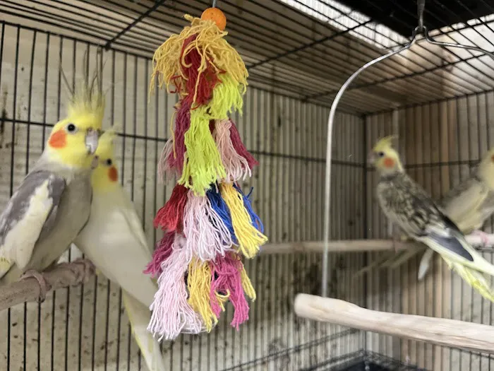 Empire Parrots Nyc Picture 2