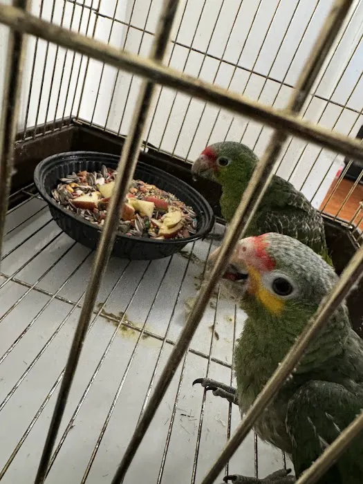 Empire Parrots Nyc Picture 9