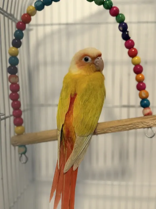 Empire Parrots Nyc Picture 8