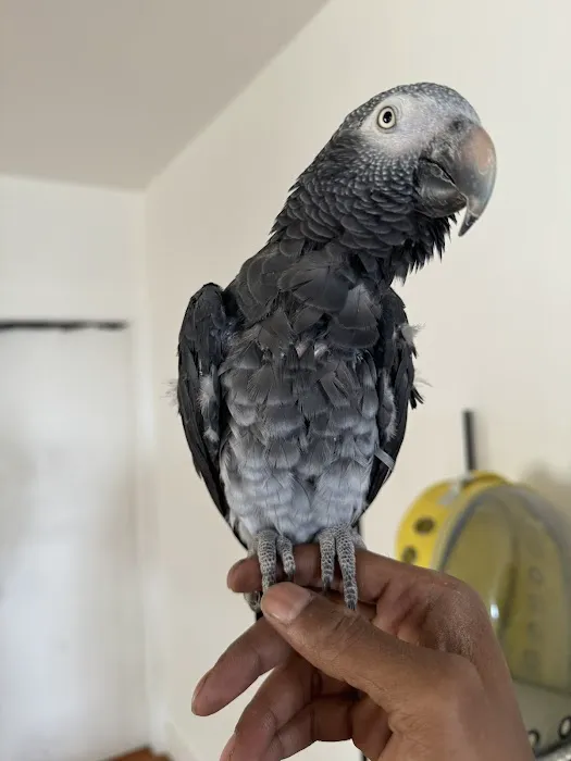 Empire Parrots Nyc Picture 7