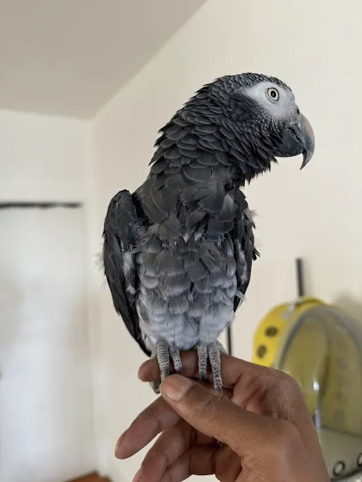 Empire Parrots Nyc Picture 6