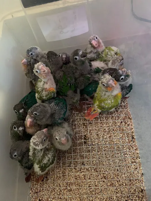 Empire Parrots Nyc Picture 10