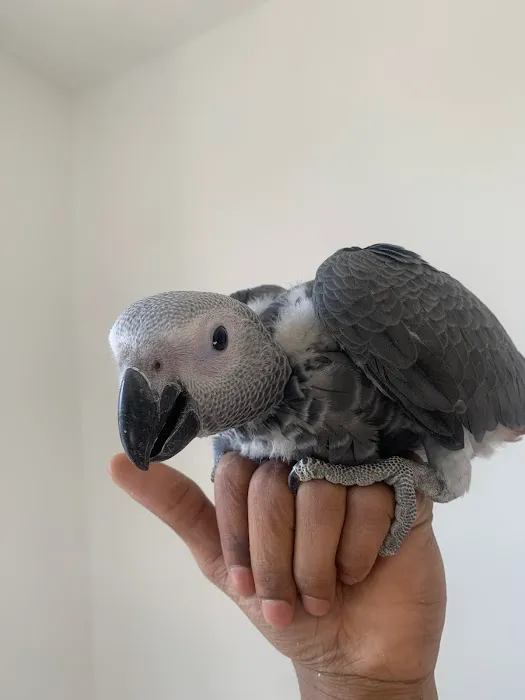 Empire Parrots Nyc Picture 3