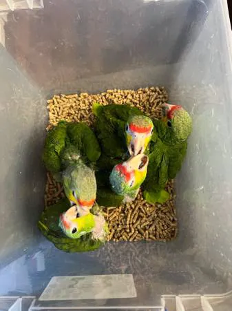 Empire Parrots Nyc Picture 5
