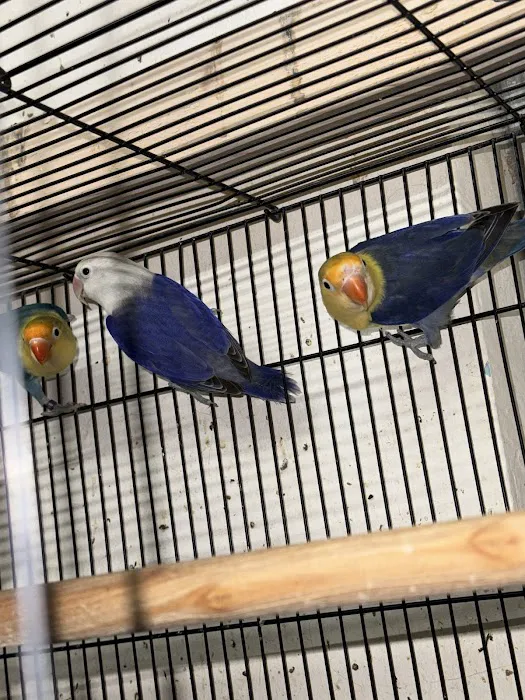 Empire Parrots Nyc Picture 4