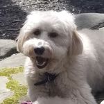 VCA Garden State Animal Hospital