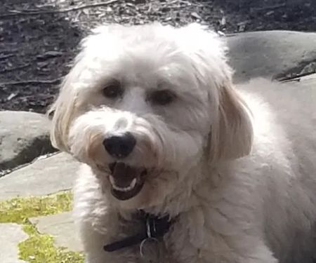 VCA Garden State Animal Hospital
