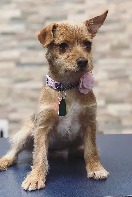VCA Garden State Animal Hospital Picture 6