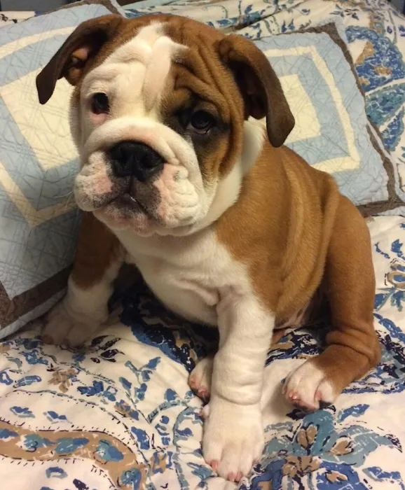 VCA Garden State Animal Hospital Picture 10