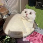 Scottish Fold Kittens Brooklyn New York