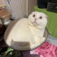 Scottish Fold Kittens Brooklyn New York ico