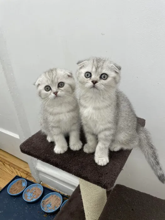 Scottish Fold Kittens Brooklyn New York Picture 8