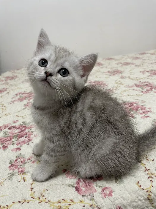 Scottish Fold Kittens Brooklyn New York Picture 3