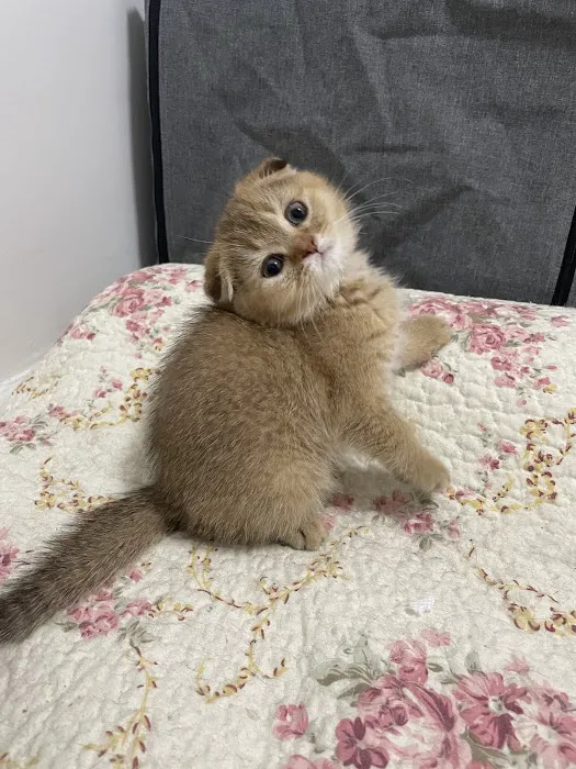 Scottish Fold Kittens Brooklyn New York Picture 6