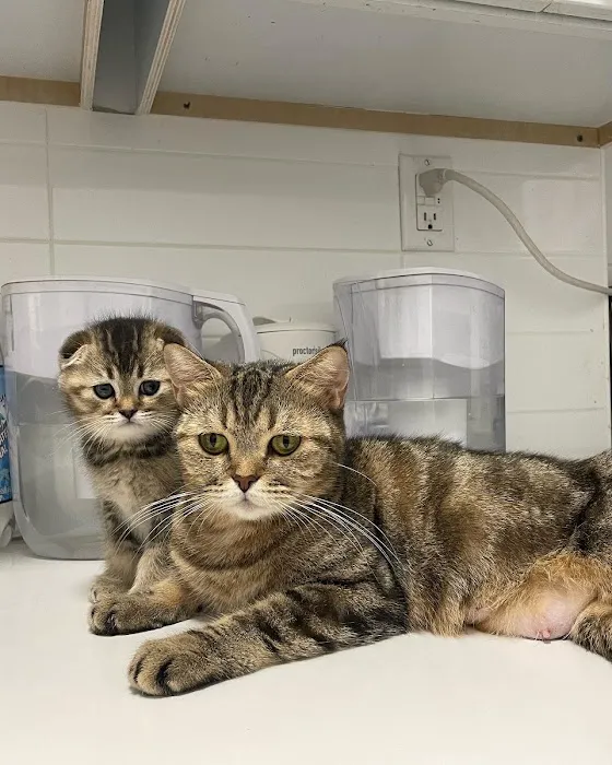 Scottish Fold Kittens Brooklyn New York Picture 4