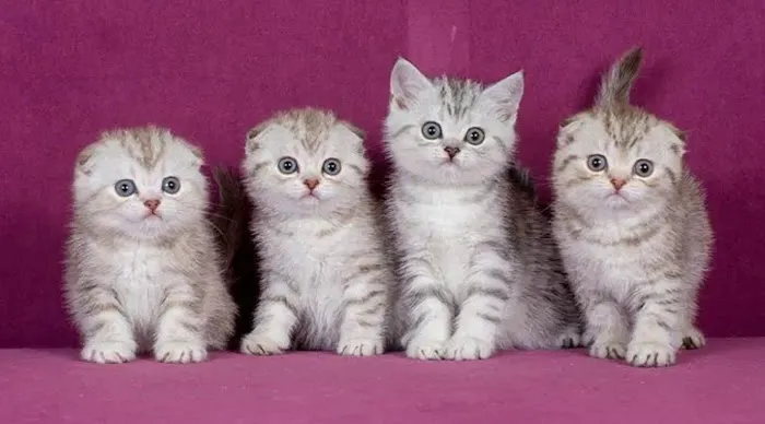 Scottish Fold Kittens Brooklyn New York Picture 10