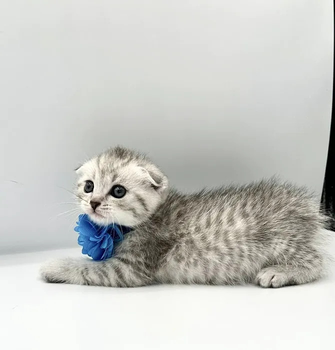 Royal Meo Kittens Cattery Picture 3