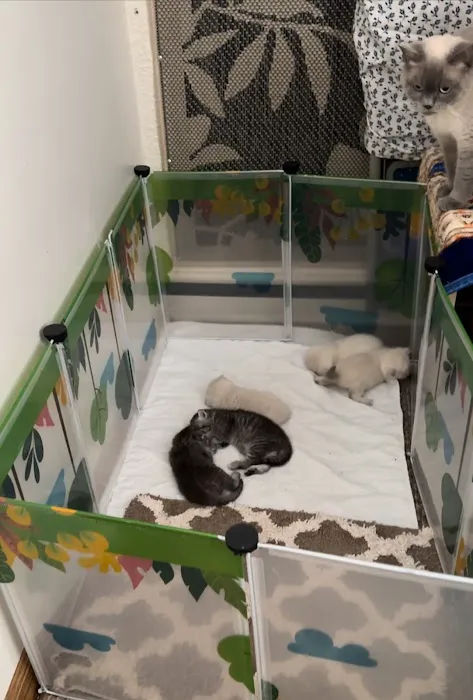 Royal Meo Kittens Cattery Picture 4