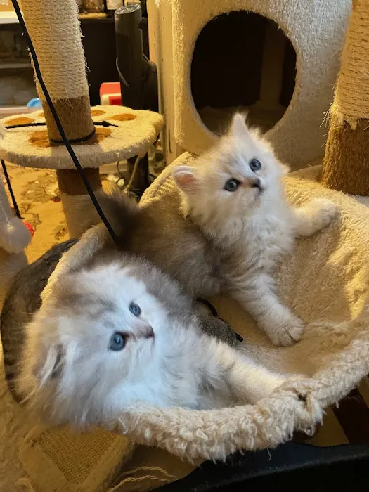 Royal Meo Kittens Cattery Picture 7