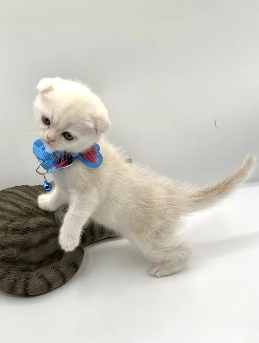 Royal Meo Kittens Cattery Picture 6