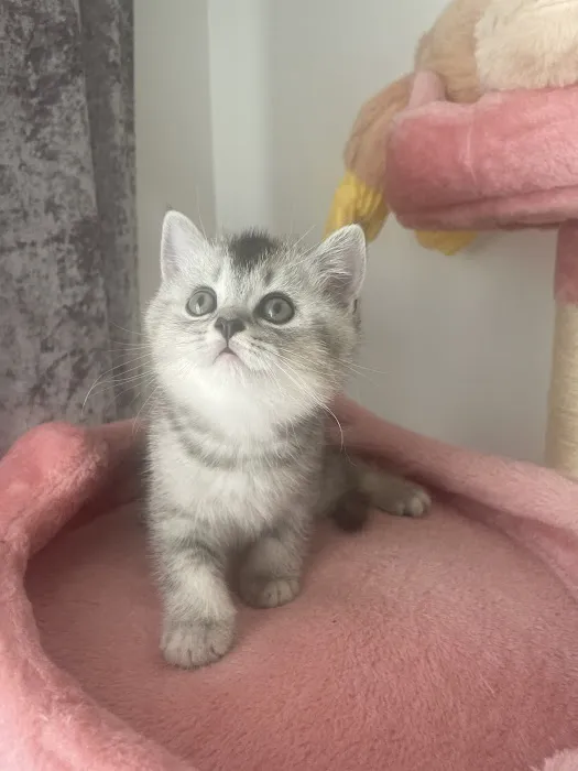 Royal Meo Kittens Cattery Picture 5