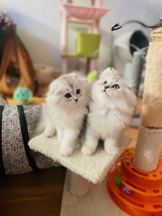 Royal Meo Kittens Cattery Picture 1