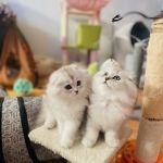 Royal Meo Kittens Cattery