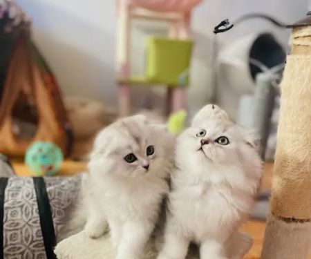 Royal Meo Kittens Cattery
