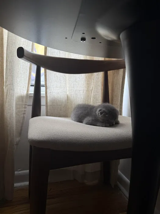 Royal Meo Kittens Cattery Picture 2