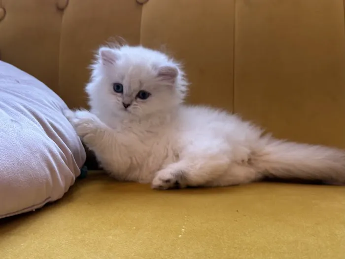 Royal Meo Kittens Cattery Picture 9