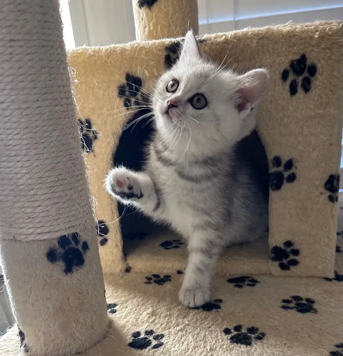 Royal Meo Kittens Cattery Picture 8