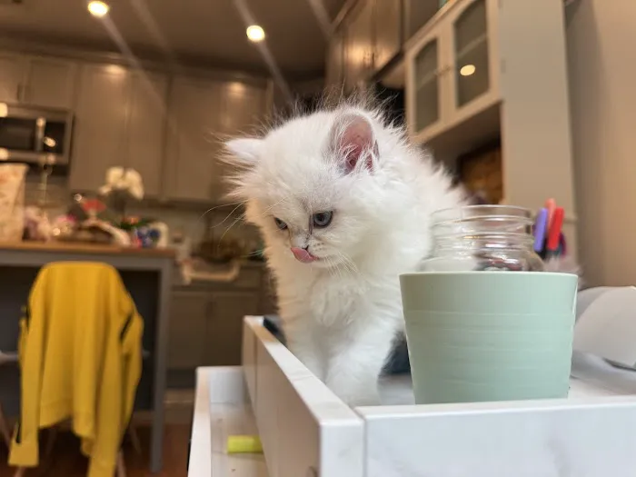 Royal Meo Kittens Cattery Picture 10