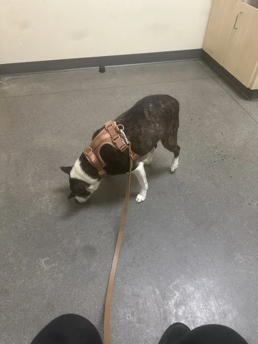 Vetco Total Care Animal Hospital Picture 4