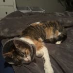 Vetco Total Care Animal Hospital
