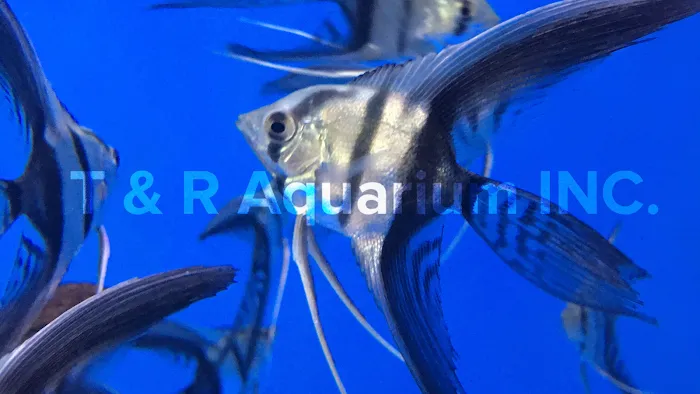T & R AQUARIUM INC Picture 5