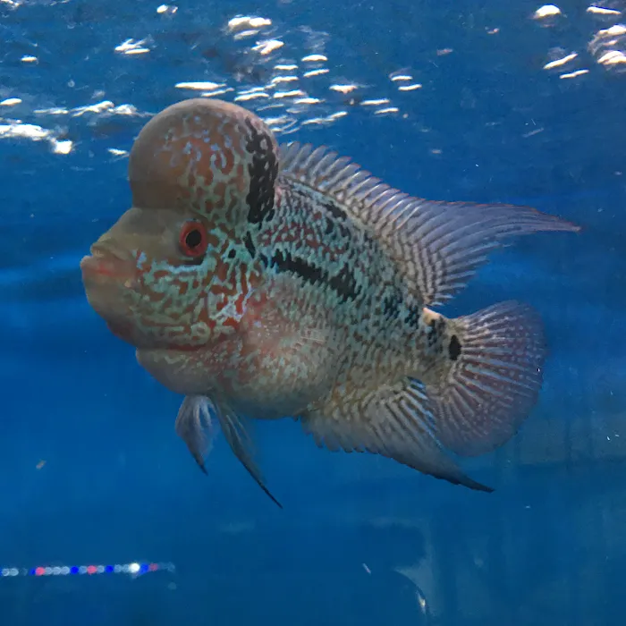 T & R AQUARIUM INC Picture 8