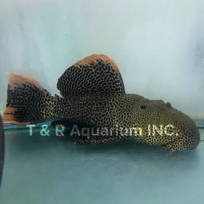 T & R AQUARIUM INC Picture 7