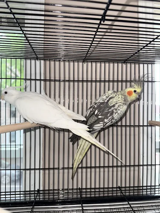 Dyker Pet Birds (Online) Picture 10