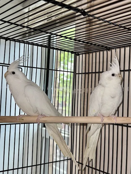 Dyker Pet Birds (Online) Picture 7